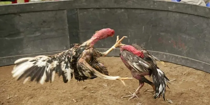 Cách thức tham gia cá cược vô cùng dễ dàng