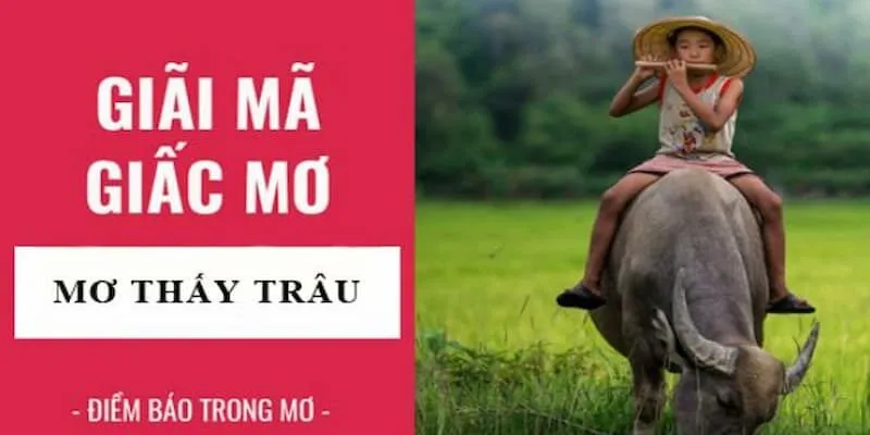 Mơ thấy trâu đánh con gì? Những điềm báo về nó